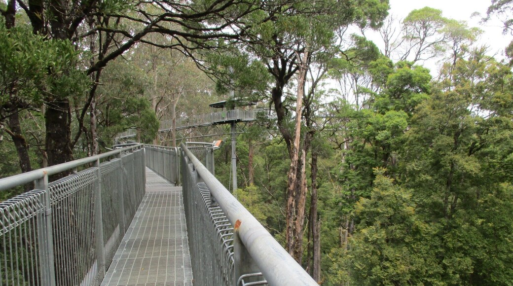 Where you can go for a walk between the trees and go ziplining.