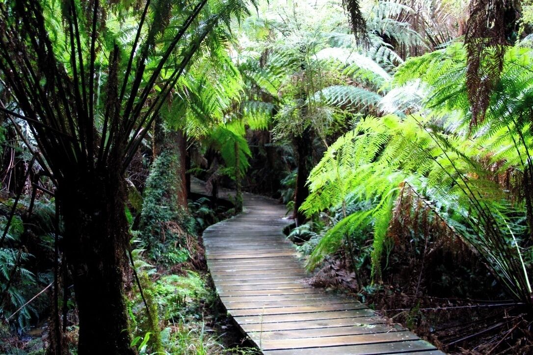 Quick little walk that is truly amazing, fern tree's everywhere and a great stop.