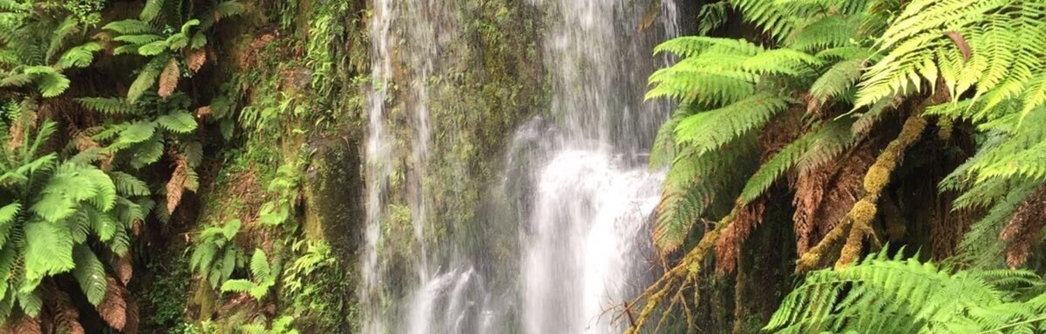 Rain forest and giant trees