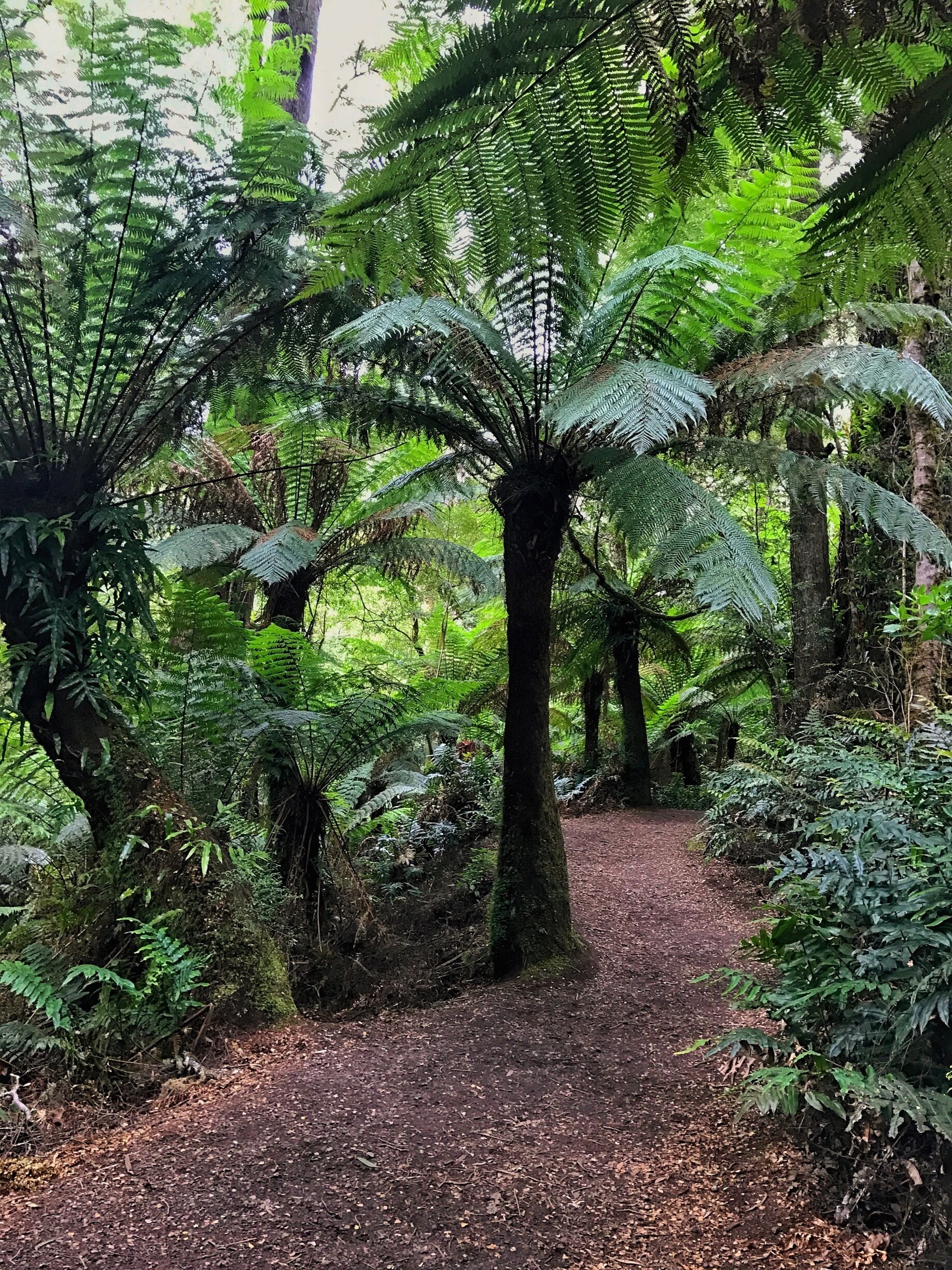 Giant Eucalyptus and Birds Nest ferns in this beautiful walk in the rainforest