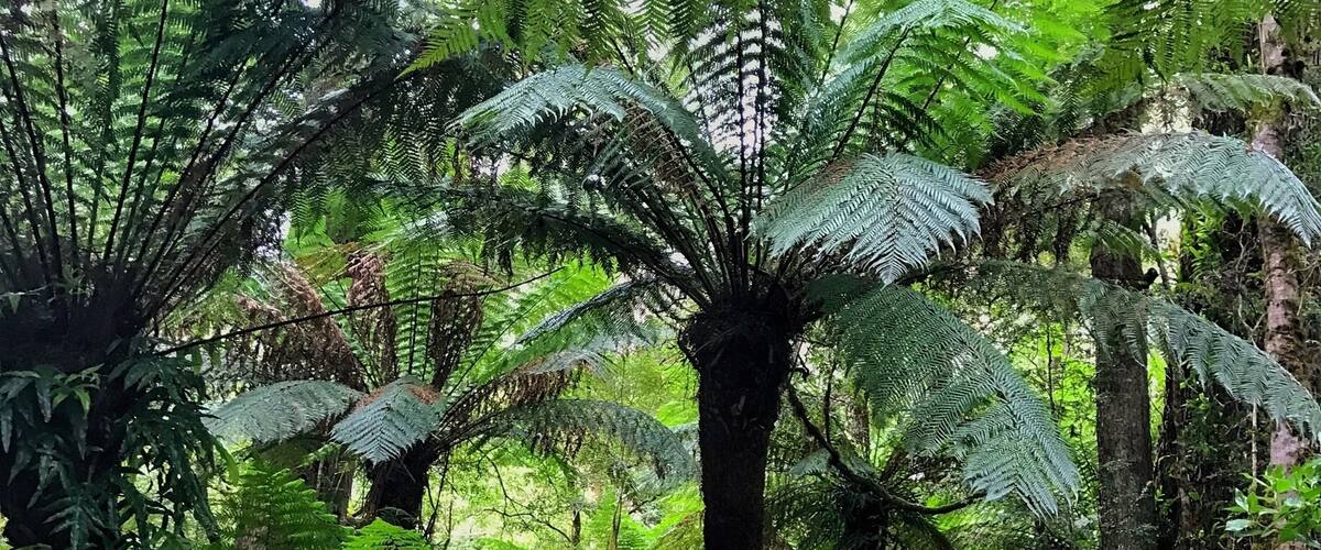 Giant Eucalyptus and Birds Nest ferns in this beautiful walk in the rainforest
