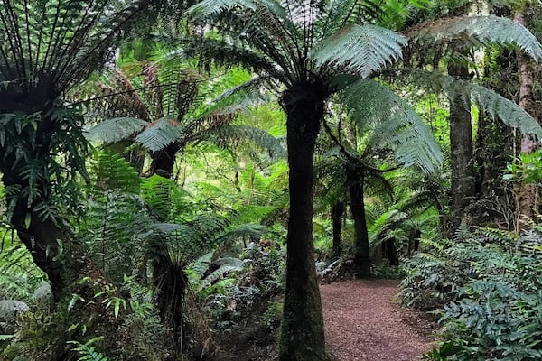 Giant Eucalyptus and Birds Nest ferns in this beautiful walk in the rainforest