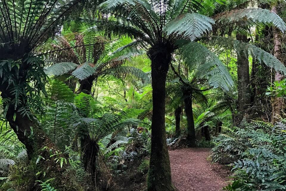 A forest with a dirt path, ferns, and a large tree.