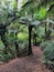 Giant Eucalyptus and Birds Nest ferns in this beautiful walk in the rainforest