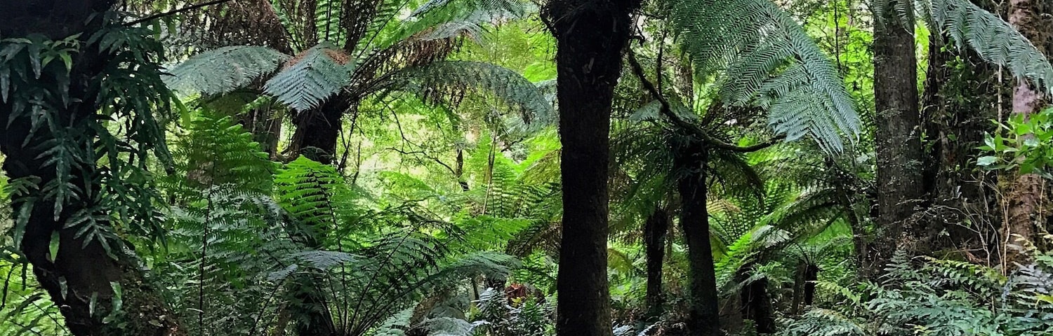 Giant Eucalyptus and Birds Nest ferns in this beautiful walk in the rainforest