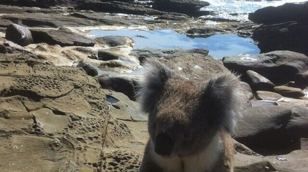Does it get any more cliche #australian than a koala on a beach in front of surfers! This very unique shot was captured down the Great Ocean!