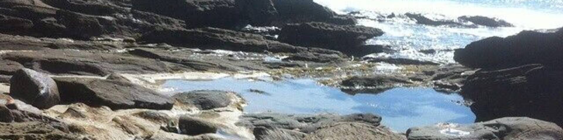 Does it get any more cliche #australian than a koala on a beach in front of surfers! This very unique shot was captured down the Great Ocean!