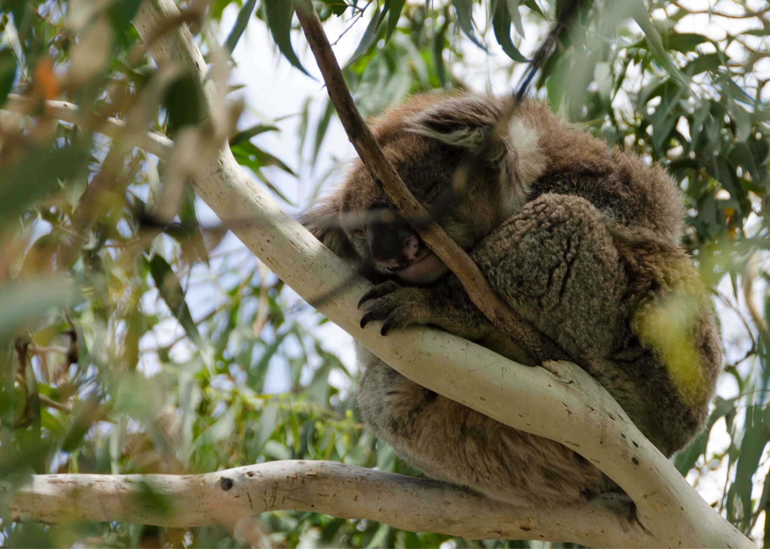 A koala resting on a tree branch.