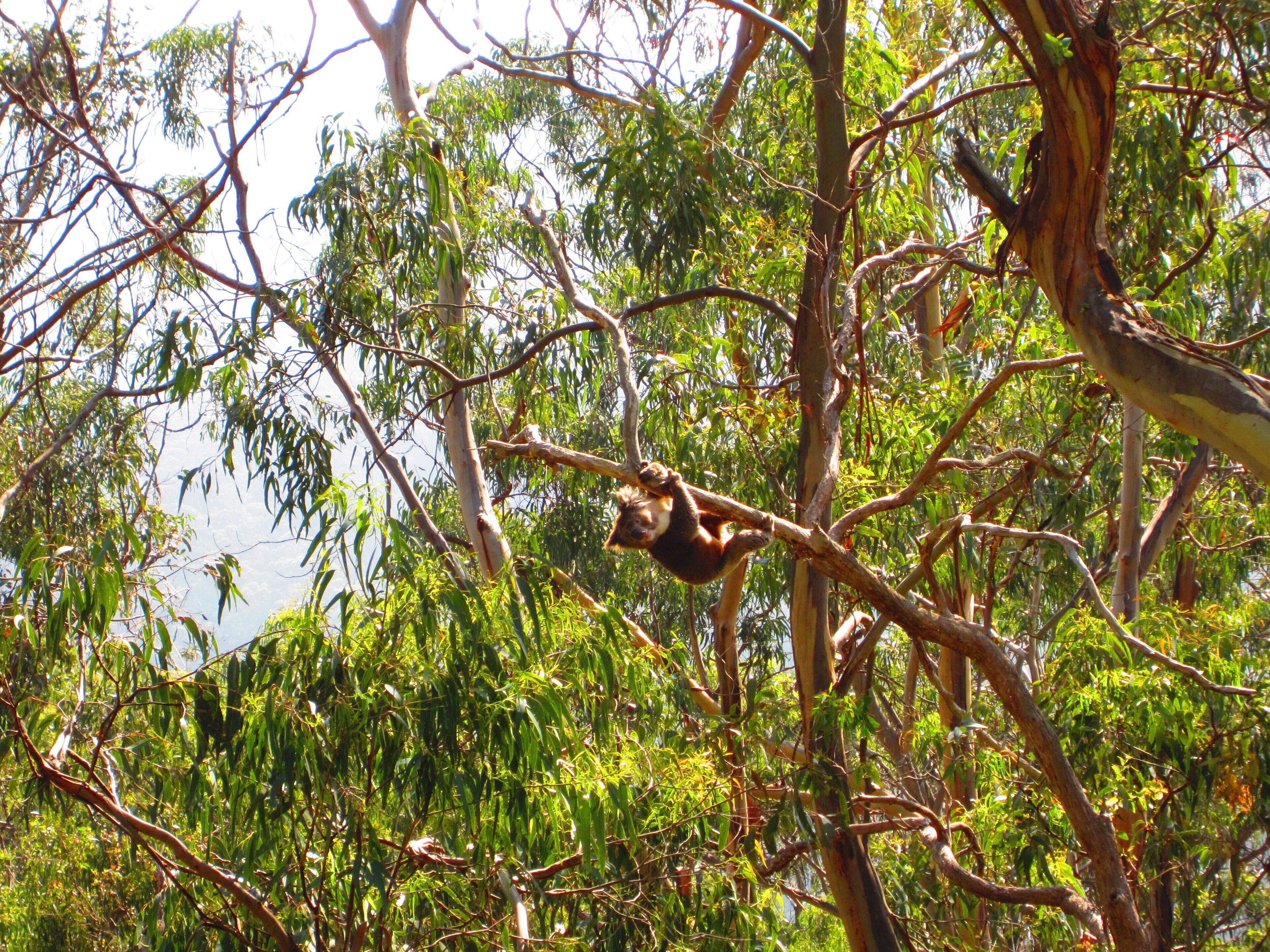 A sloth hanging from a tree branch in a dense forest.