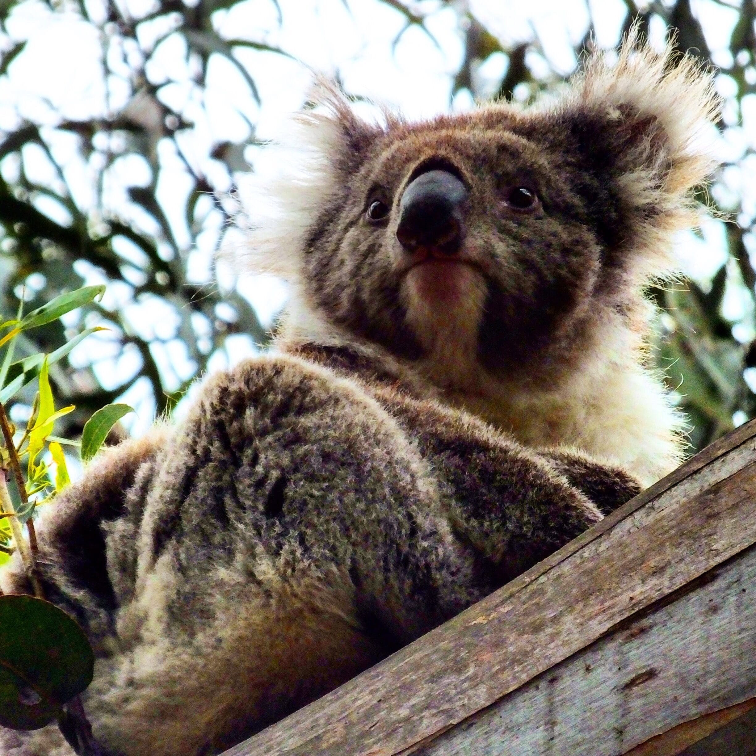 A koala sitting on a wooden structure surrounded by eucalyptus leaves.