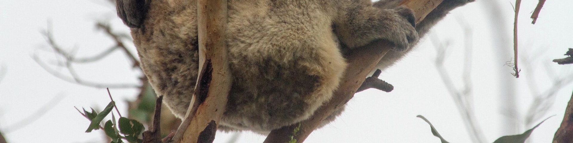 Un koala aferrado a una rama de árbol.