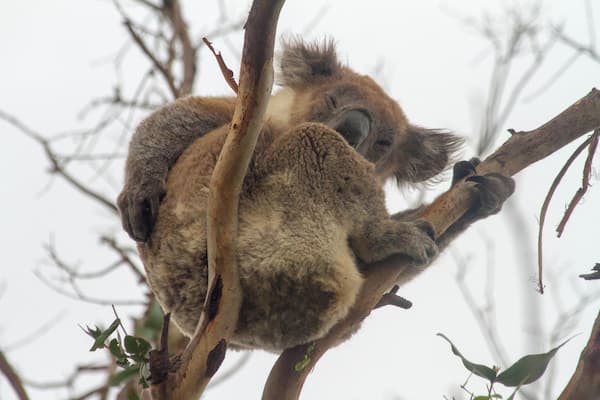 A koala clinging to a tree branch.