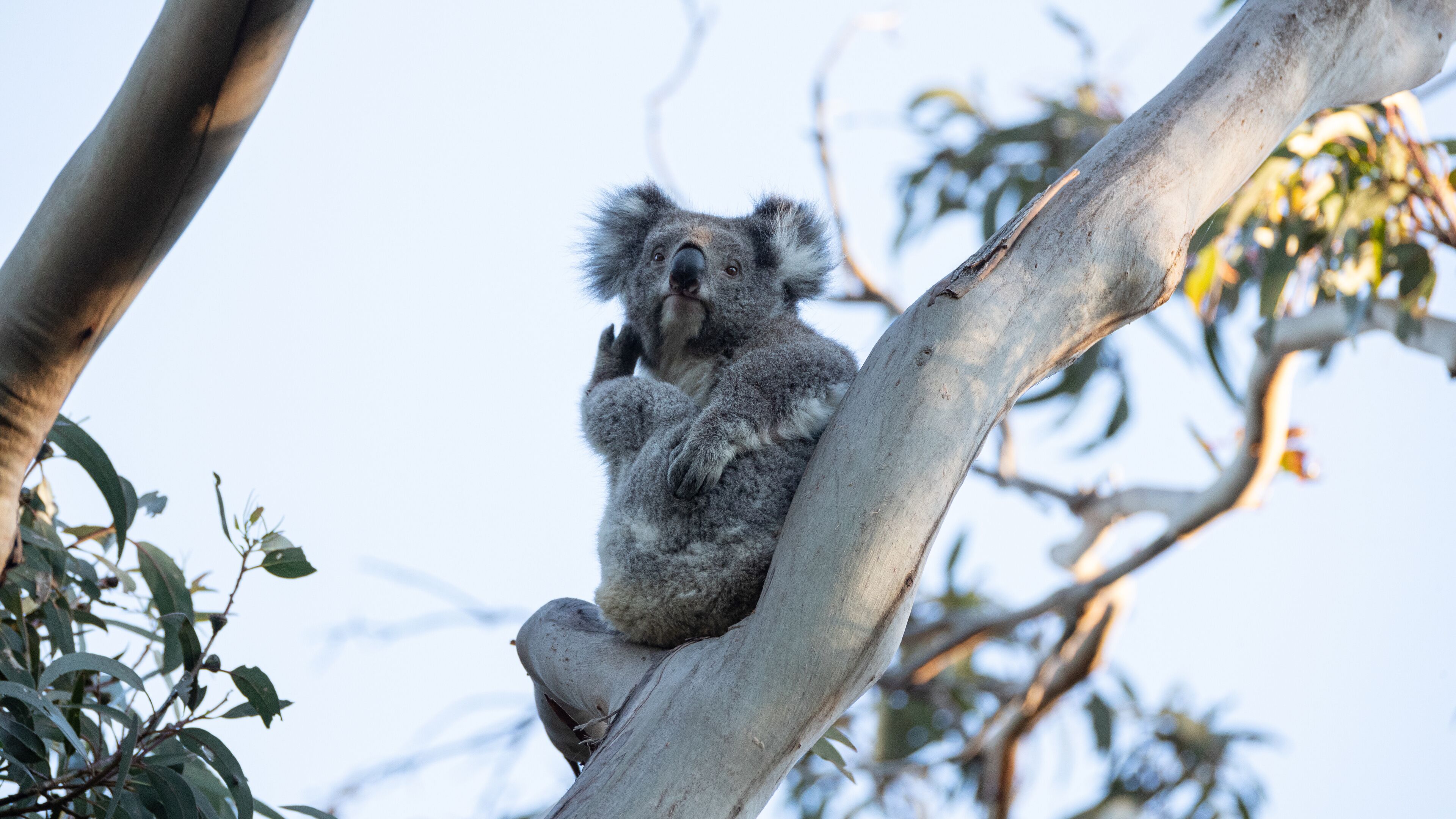 Een koala die zich aan een tak vasthoudt.
