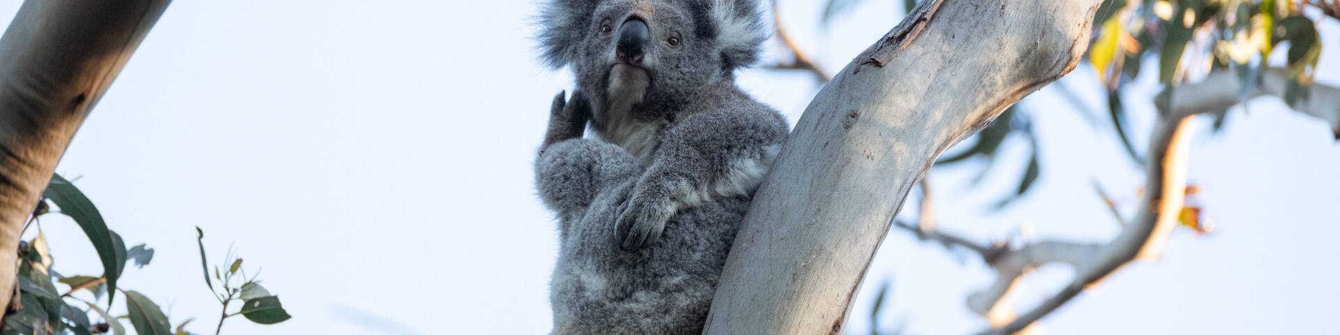 A koala clinging to a tree branch.