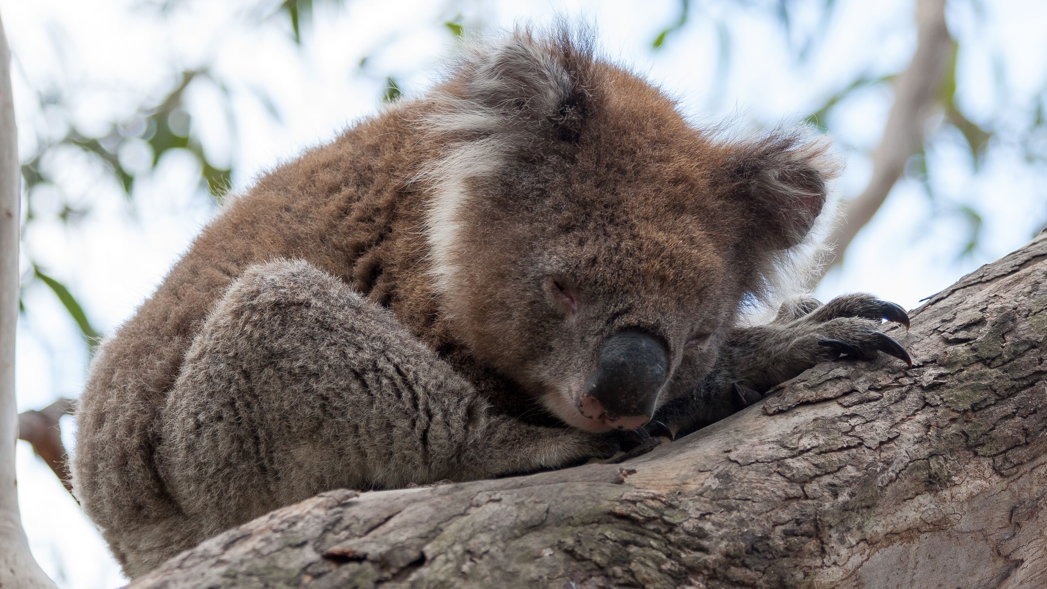 A koala resting on a tree branch.