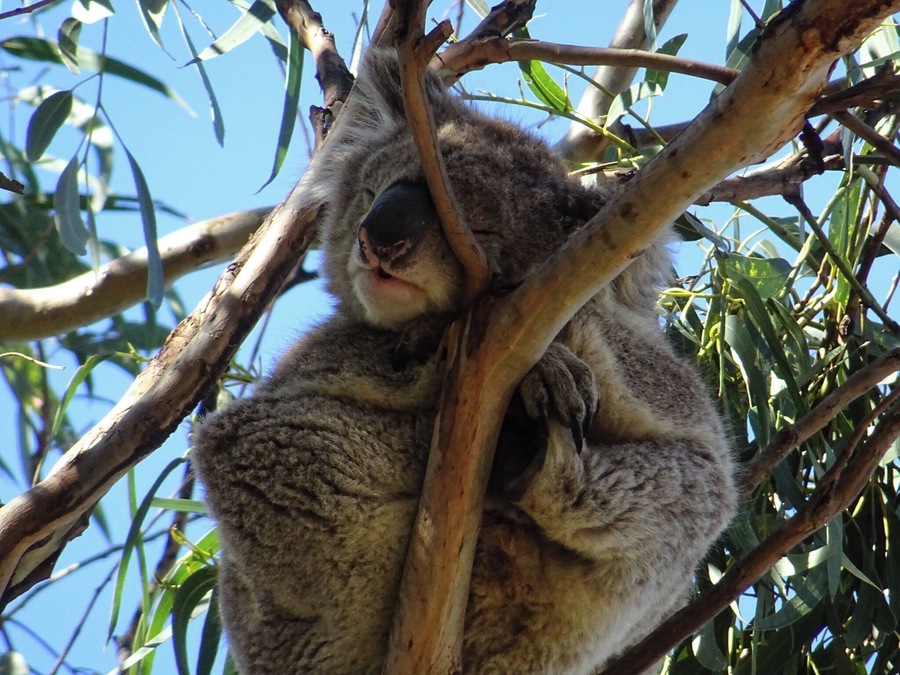 Great Ocean Road, Australia