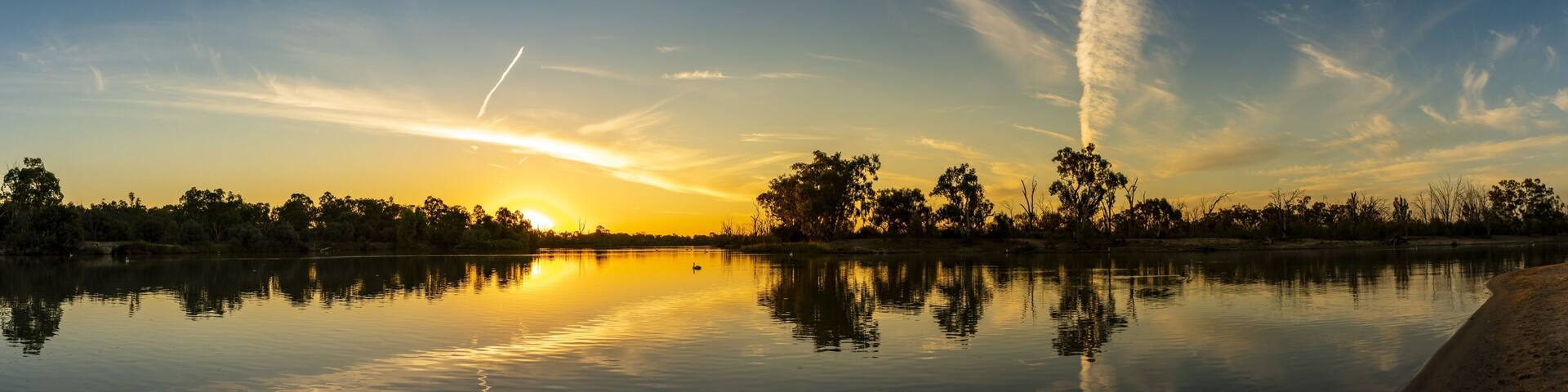 Murray River Eucalyptus trees and Pelicans during the beautiful sunset