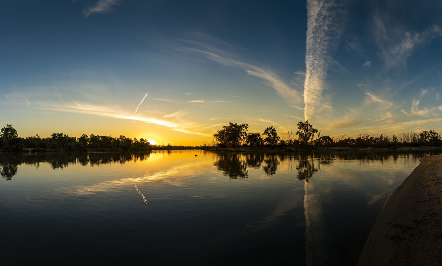 Murray River Eucalyptus trees and Pelicans during the beautiful sunset