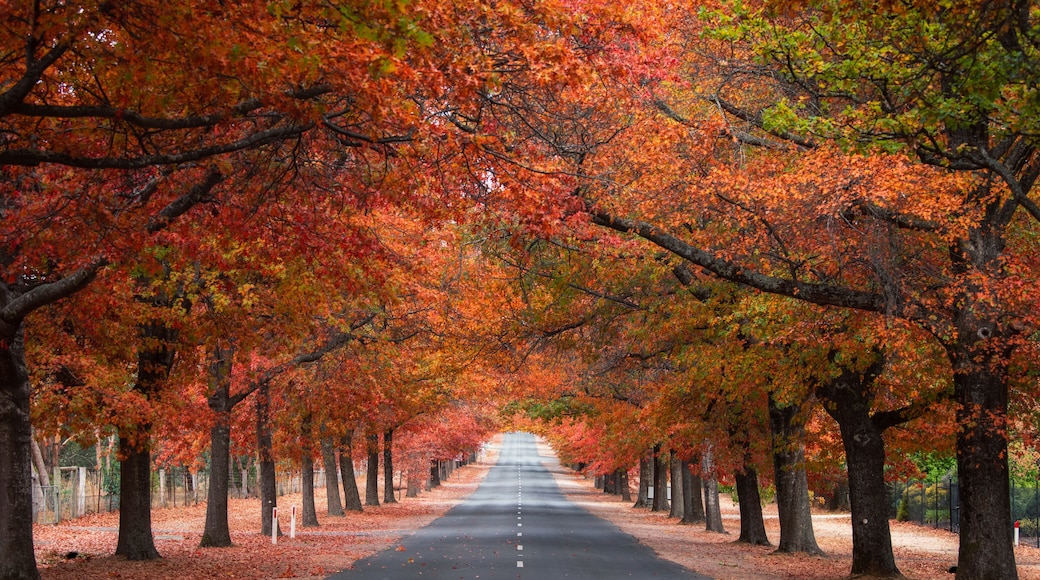Straight empty view of Honours Avenue at Mount Macedon, Victoria with autumn leaves.