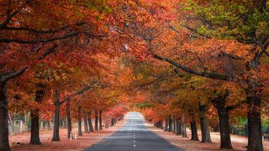 Straight empty view of Honours Avenue at Mount Macedon, Victoria with autumn leaves.