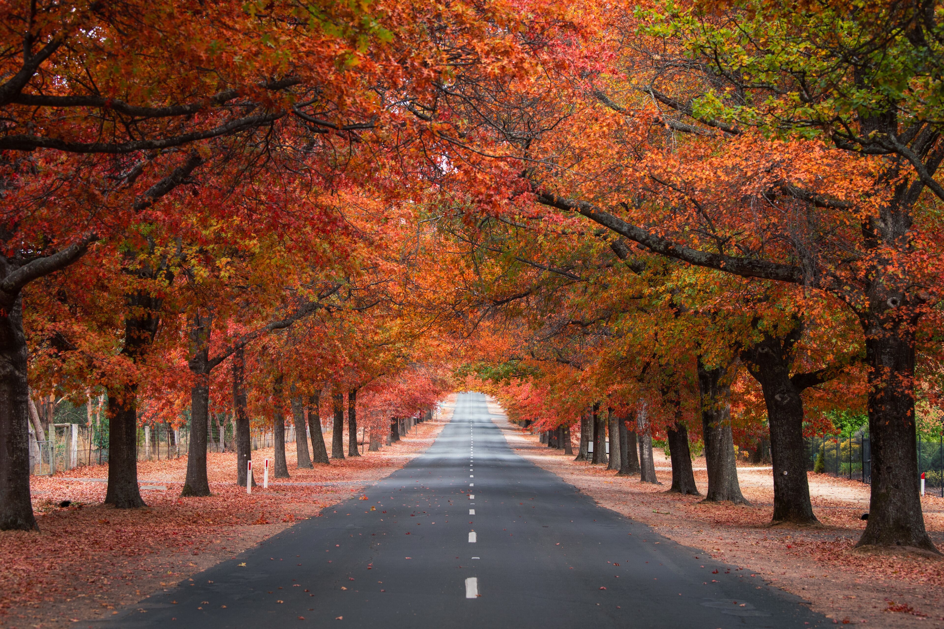 A tree-lined road with autumn foliage.