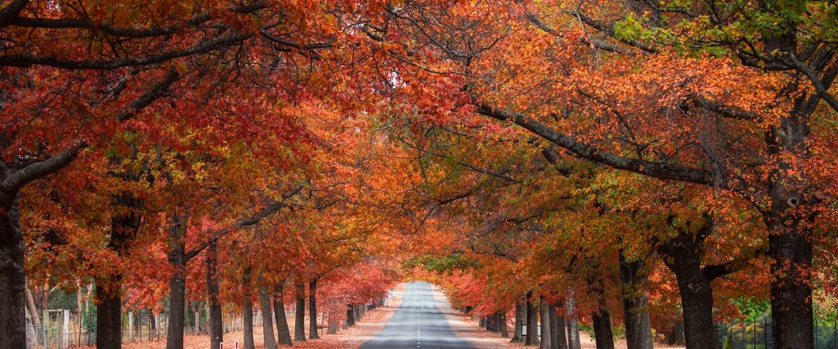 A tree-lined road with autumn foliage.