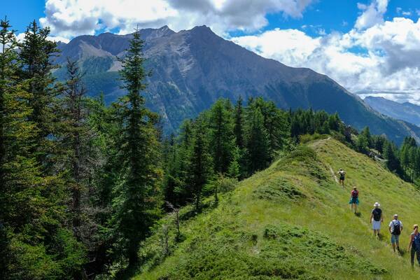 Eine Gruppe Wanderer auf einem grasbewachsenen Bergpfad, im Hintergrund dichtes Waldgebiet und hohe Berge.