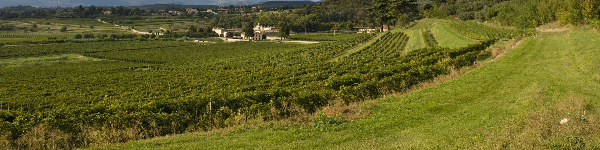 A vineyard landscape with rows of grapevines, a clear sky, and distant mountains.