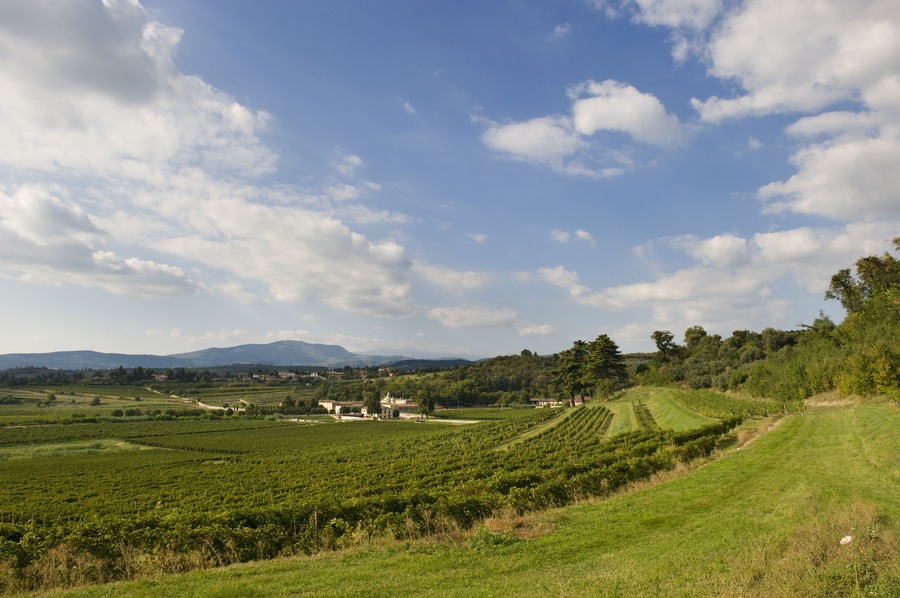 A vineyard landscape with rows of grapevines, a clear sky, and distant mountains.