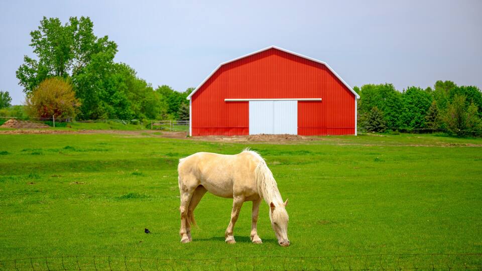 A White horse grazing on the prairie: A tranquil farmland summer landscape in the midwestern farmland in South Dakota