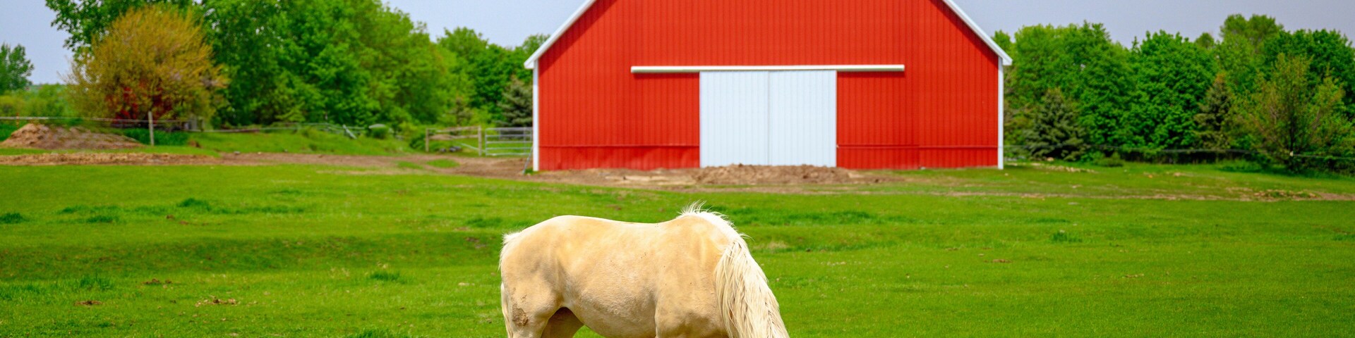 A White horse grazing on the prairie: A tranquil farmland summer landscape in the midwestern farmland in South Dakota