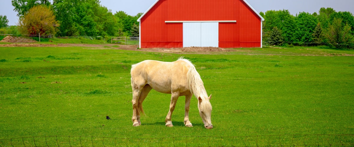 A white horse grazing in a green field with a red barn in the background.
