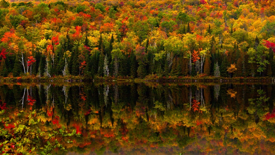 Fall colors in the Mauricie National Park , Canada