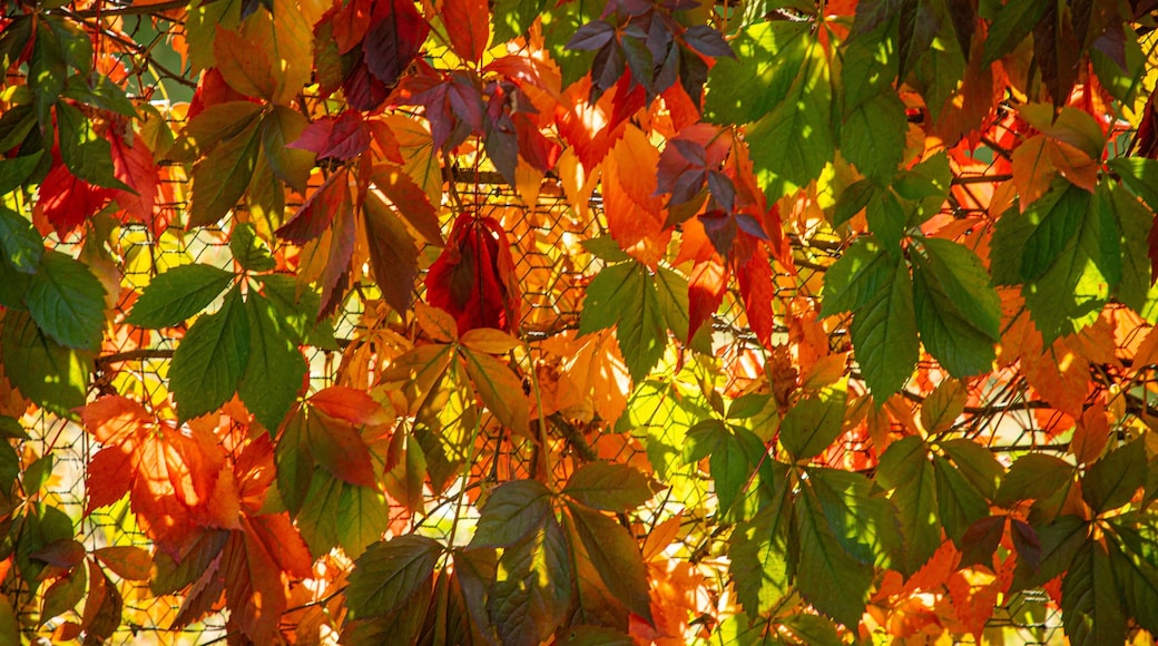 Myrtleford showing fall colors
