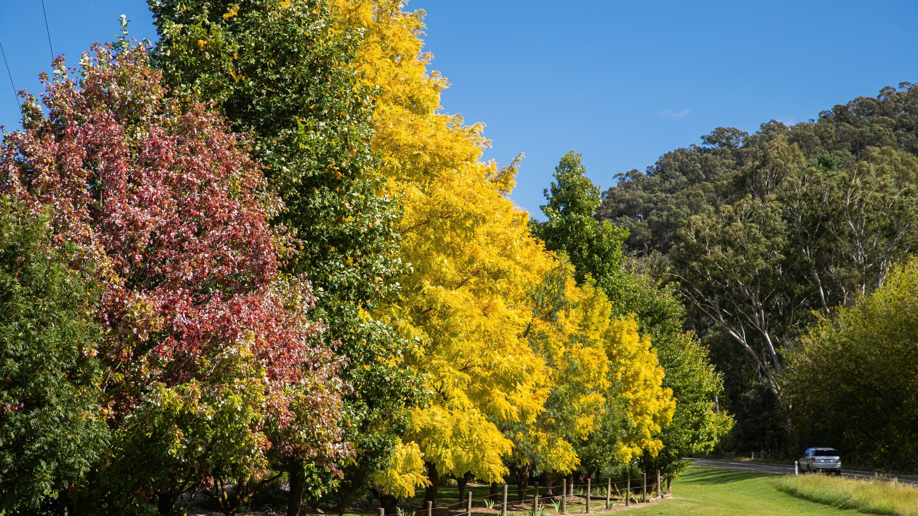 A row of trees with yellow and red foliage, a car on a road, and a hilly landscape in the background.