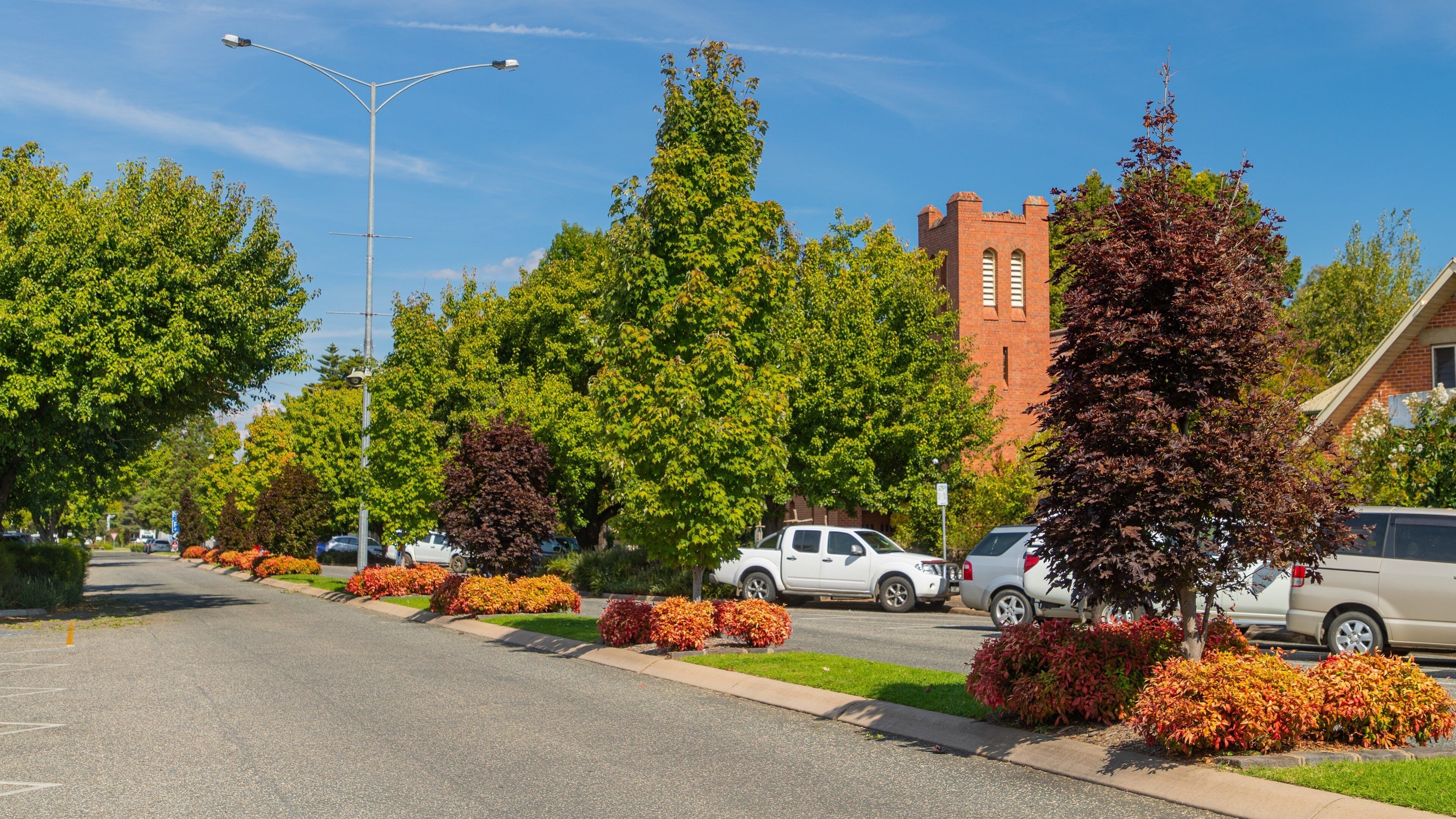 A suburban street lined with trees and parked cars.