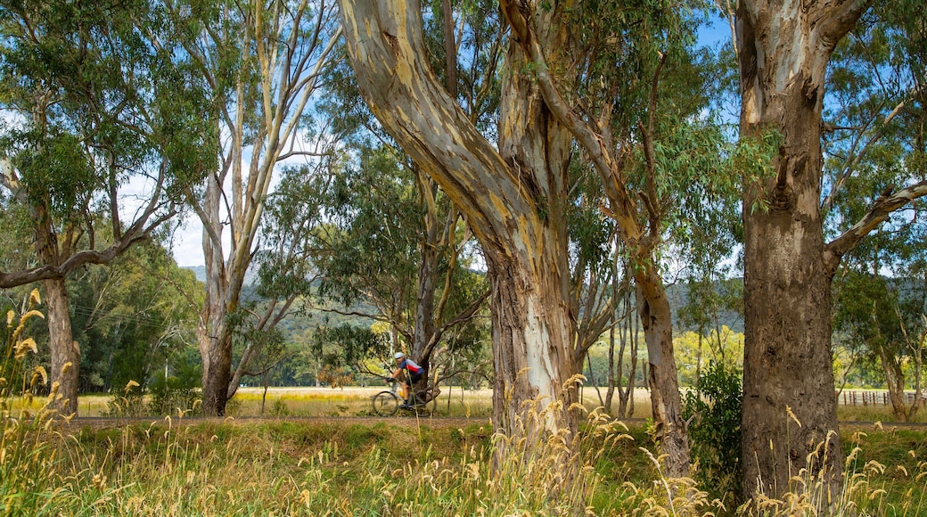 Myrtleford which includes cycling and tranquil scenes