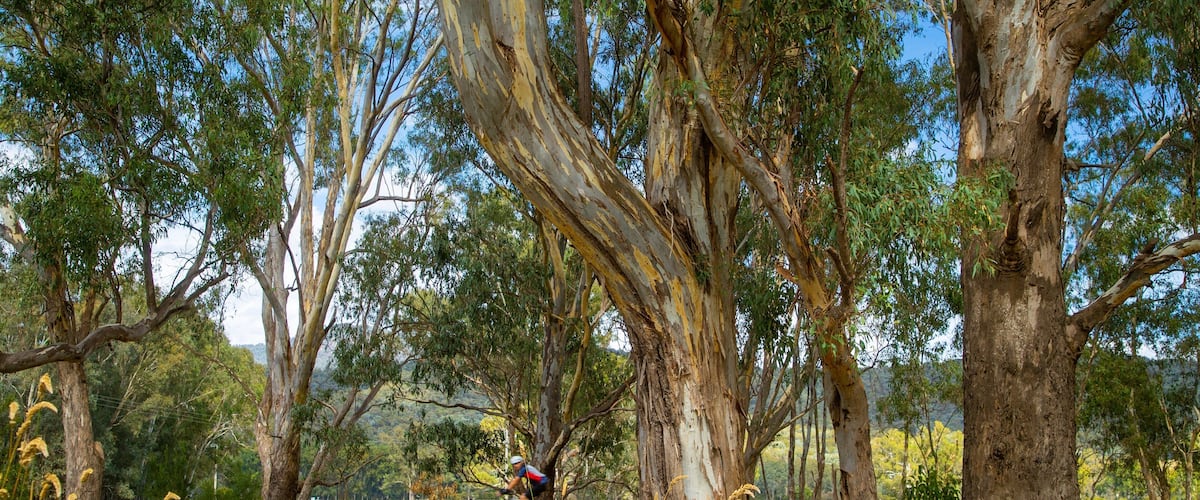Myrtleford which includes cycling and tranquil scenes