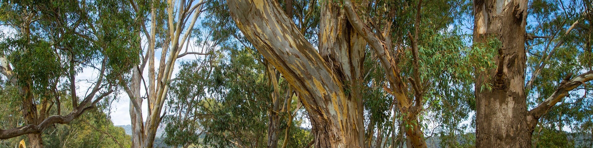 Myrtleford which includes cycling and tranquil scenes