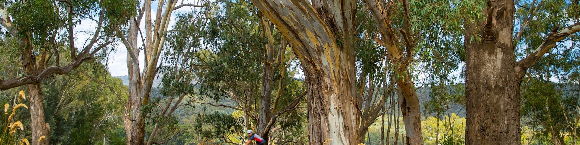 Myrtleford which includes cycling and tranquil scenes