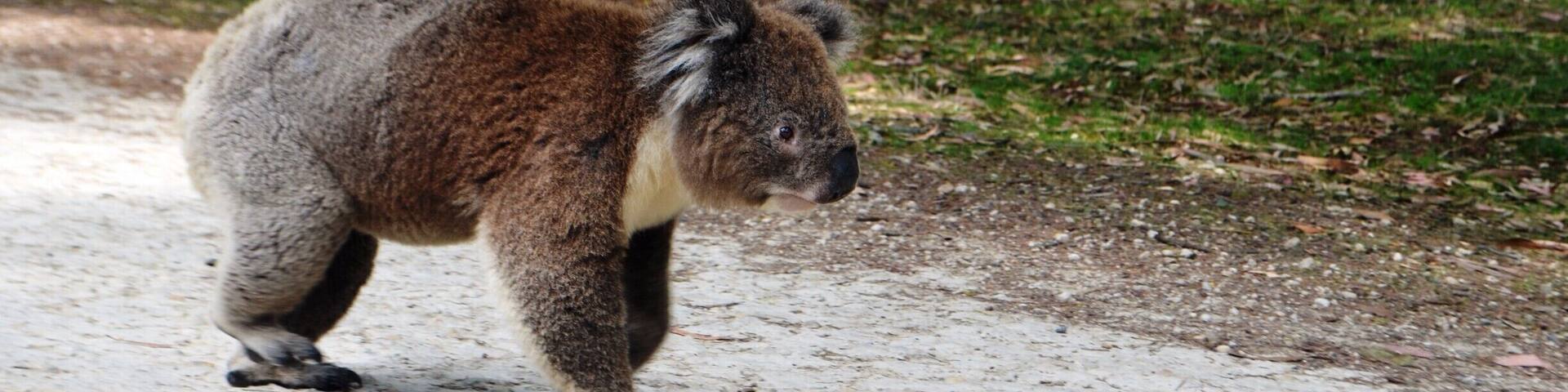 Un koala en un camino de grava en un parque.