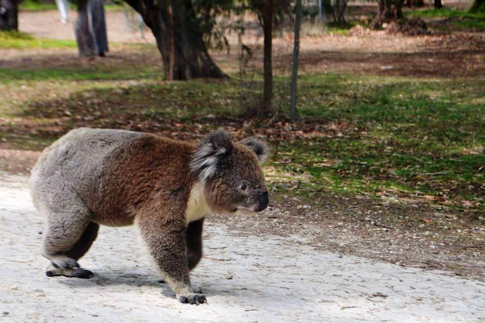Un koala sur un chemin de gravier dans un parc.