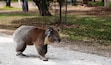 A koala on a gravel path in a park.