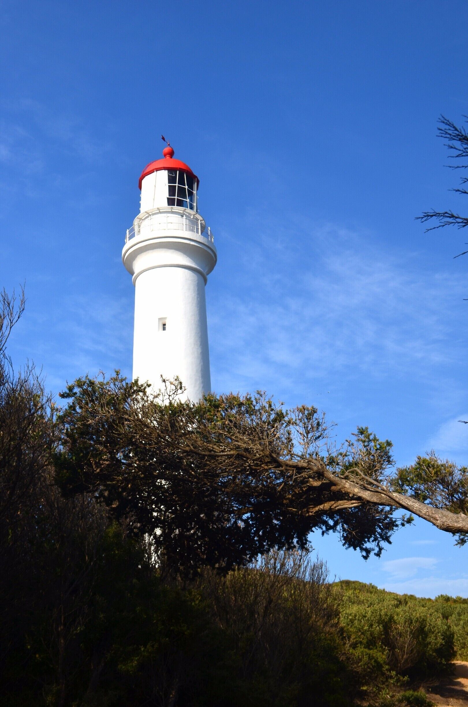 A white lighthouse with a red top, surrounded by trees and bushes.