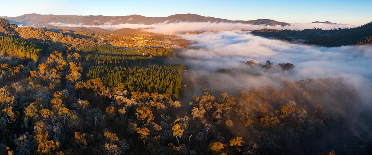 A forested valley with a mist-covered mountain range in the background.