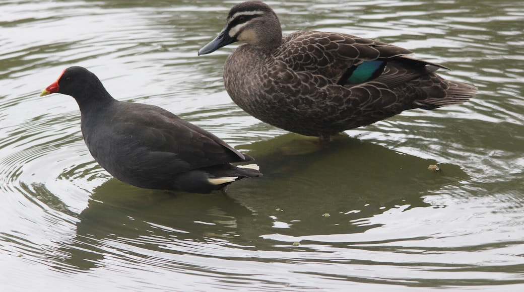 Balyang Sanctuary in Geelong is a great place for families to visit. The area was converted to a haven for various waterbirds including ducks, pelicans and cormorants. It is very close to the Barwon River Trail and has many tables for picnics.
Birdwatchers can find many interesting animals here if they explore it in depth. #localgem