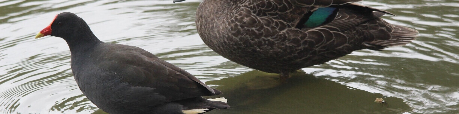 Balyang Sanctuary in Geelong is a great place for families to visit. The area was converted to a haven for various waterbirds including ducks, pelicans and cormorants. It is very close to the Barwon River Trail and has many tables for picnics.
Birdwatchers can find many interesting animals here if they explore it in depth. #localgem