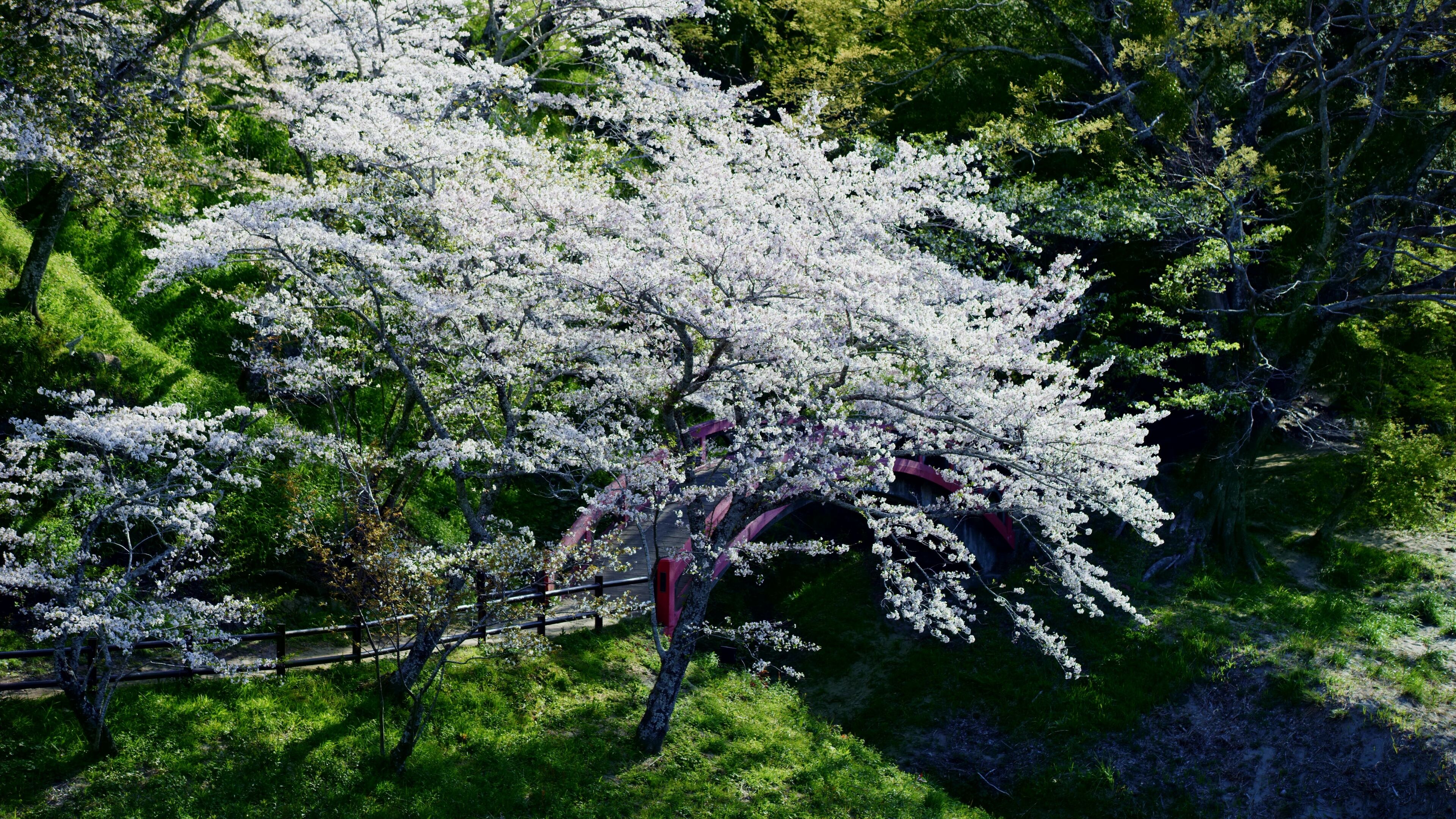 White cherry blossom tree with a red bridge in the background. Sakurabuchi Park, Shinshiro, Aichi, Japan
