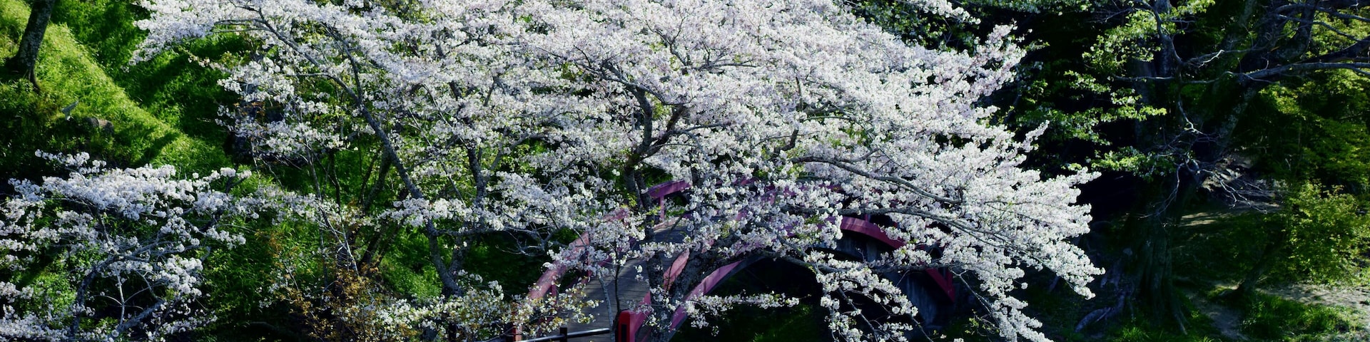 White cherry blossom tree with a red bridge in the background. Sakurabuchi Park, Shinshiro, Aichi, Japan