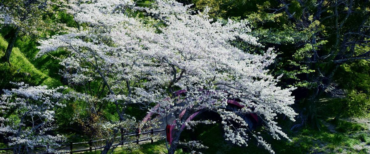 A cherry blossom tree in full bloom with a bridge and a building in the background.